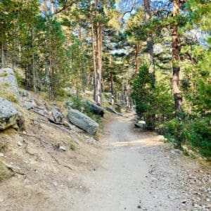 Tramo del famoso Camino Schmid flanqueado por pinos altos de Valsaín.