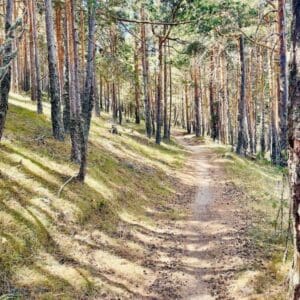 Tramo de camino que transcurre entre altos pinos apto para practicar Nordic Walking.