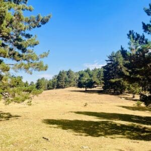 Vista panorámica de la pradera de Navalviento rodeada de pinos en el pinar de Valsaín.