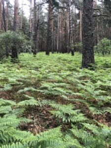 Fotografía de helechos en la ruta de marcha nórdico del pino de la cadena