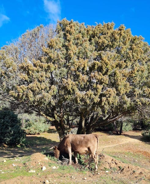 Vaca pastando junto a un árbol en una ruta de marcha nórdica