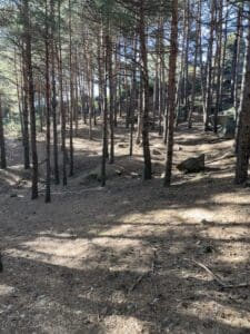 Pequeño pinar en el monte del Hilo, lugar de la ruta de marcha nórdica