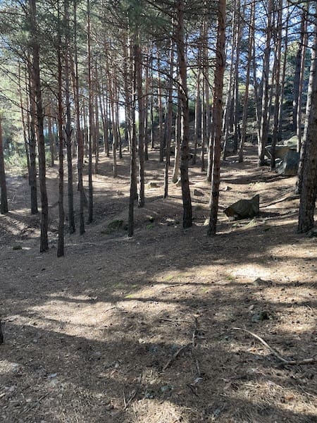 Pequeño pinar en el monte del Hilo, lugar de la ruta de marcha nórdica