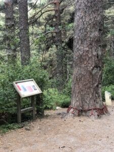 Pino de la cadena. Lugar al que llegamos en la ruta de Nordic Walking