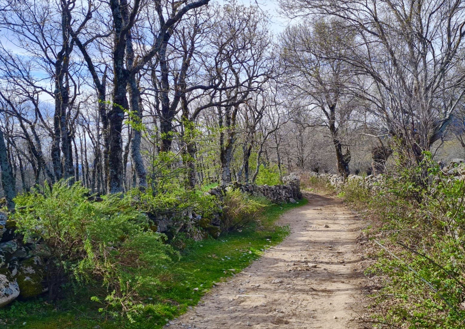 Camino en la ruta de marcha nórdica Camino para practicar marcha nórdica en la Sierra de Guadarrama