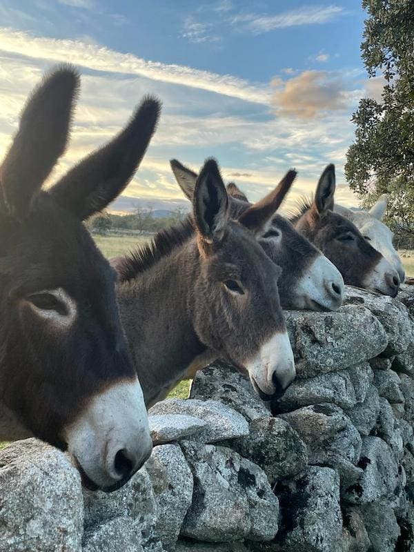 Burros que saldrán a nuestro paso en la ruta de marcha nórdica