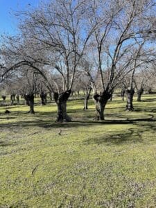 En la ruta de marcha nórdica nos encontramos con bastantes zonas de dehesa