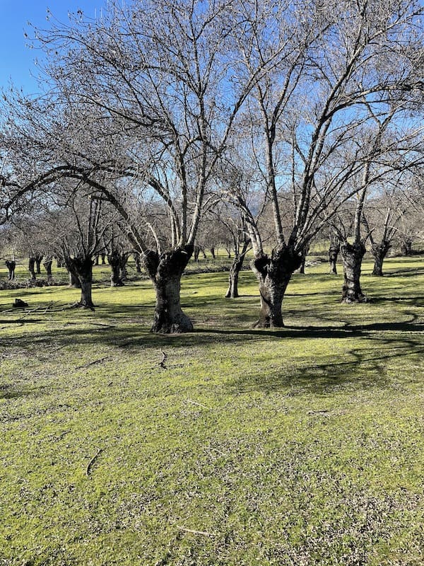 En la ruta de marcha nórdica nos encontramos con bastantes zonas de dehesa