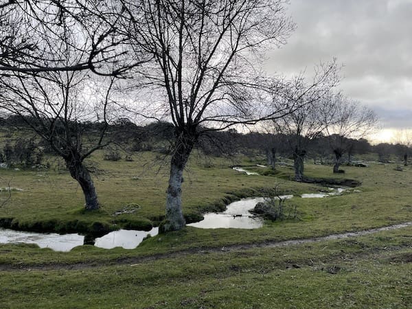 Arroyo entre árboles en la ruta de marcha nórdica