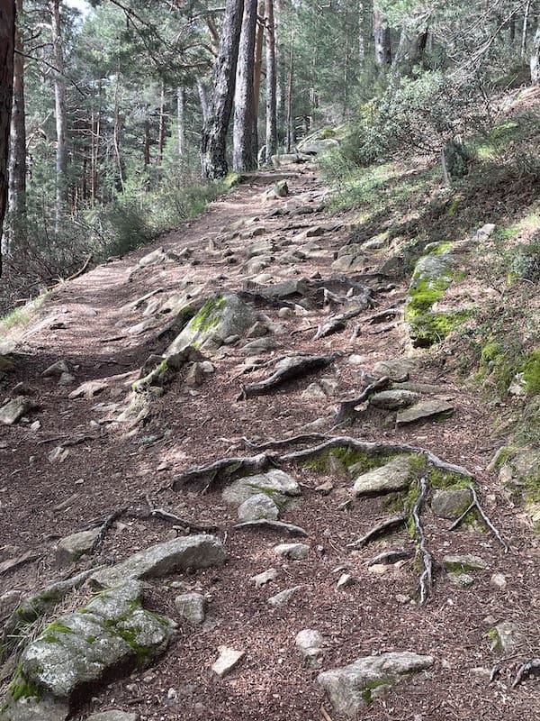 Imagen del camino de marcha nórdica con piedras y raices