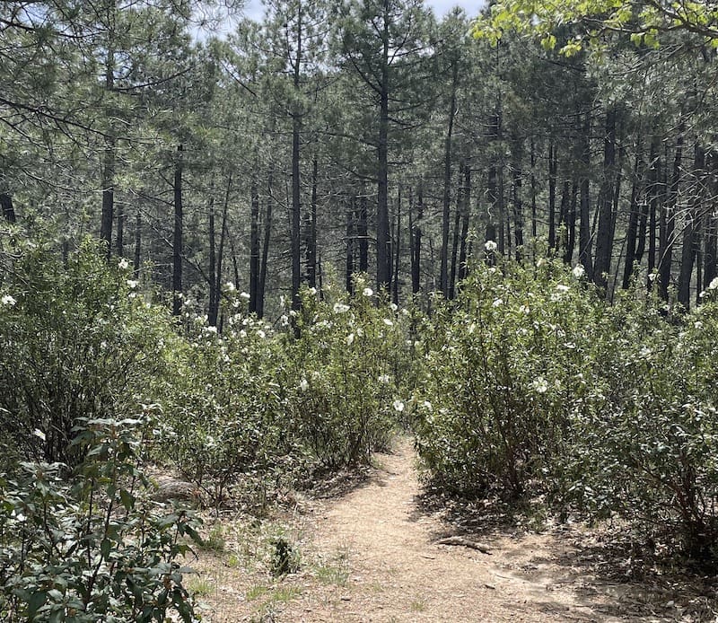 Sendero entre jaras en flor en la ruta de marcha nórdica
