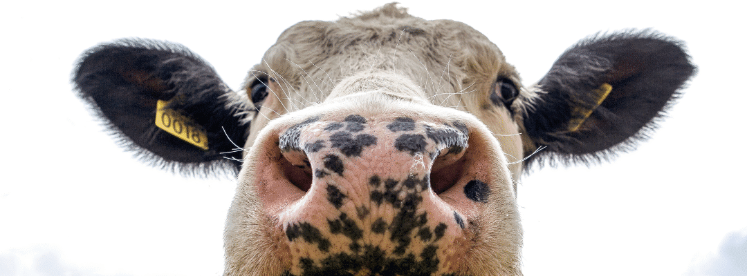 Marcha nórdica en el campo: cuidado con el ganado