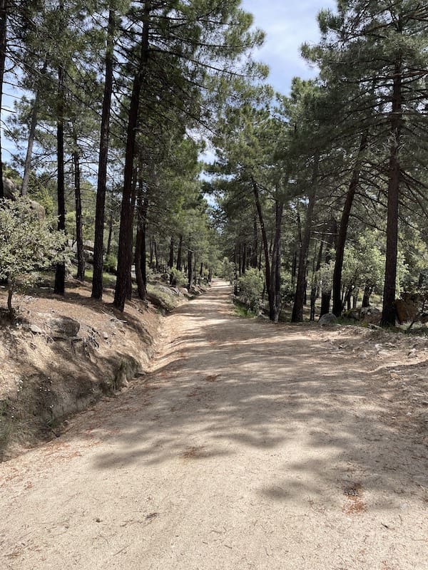 Pista forestal entre pinos en la que realizar marcha nórdica.