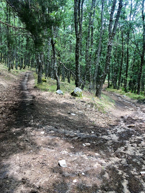 Camino entre árboles en la ruta de marcha nórdica de Cercedilla