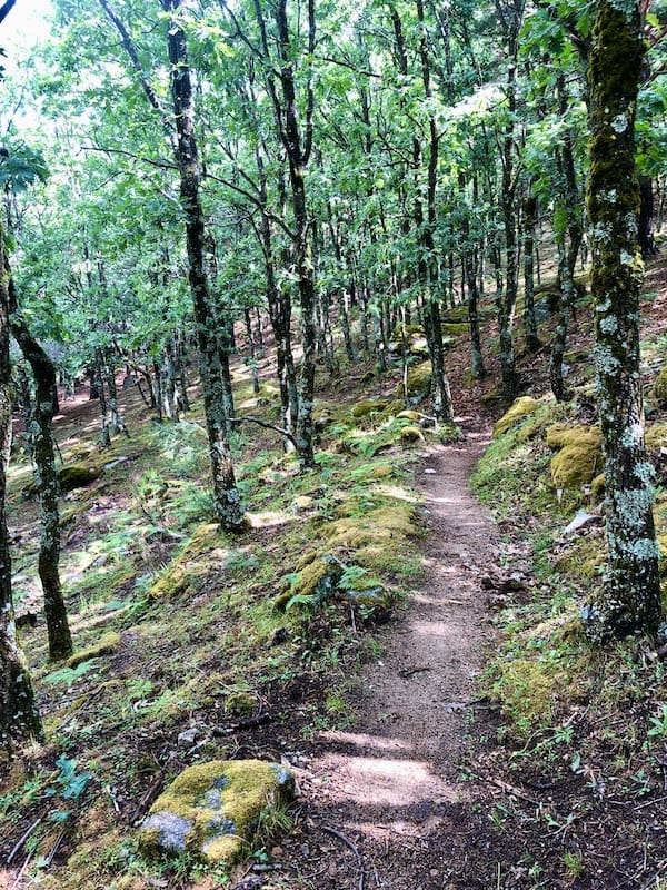 Senda por la que transcurre la ruta de marcha nórdica en el interior de un bosque de robles.