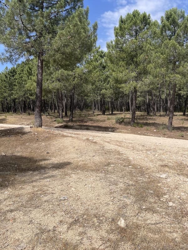 Pinar en la ruta de marcha nórdica por la Jarosa