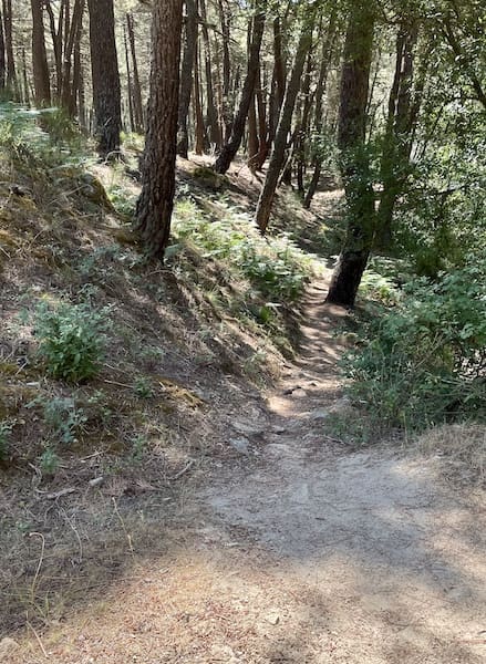 Senda en la ruta de marcha nórdica por la Jarosa.