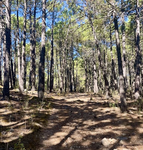 Ruta de marcha nórdica por la Jarosa sendero