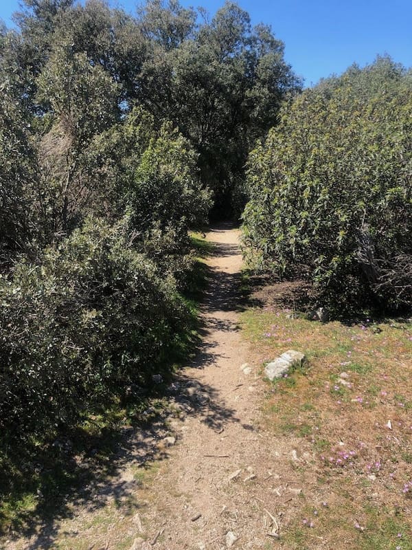 Sendero en la ruta de Marcha Nórdica de Miaccum al Castillo de Mataespesa en la Sierra de Guadarrama