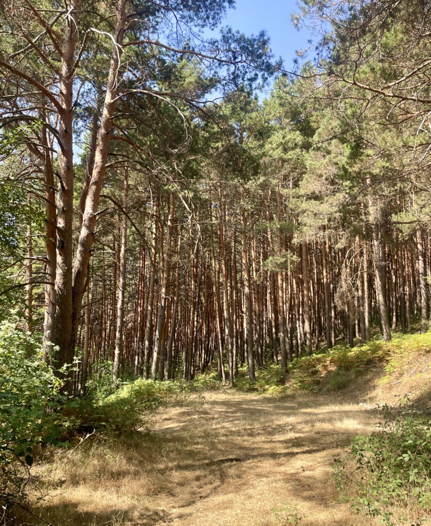 Pinar en la Ruta de marcha nórdica por los Acebos y la dehesa de Robregordo
