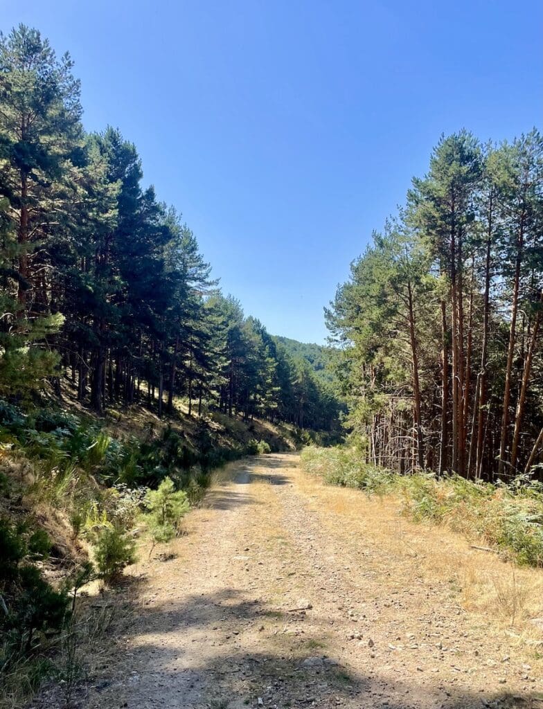 Pista forestal para marcha nórdica
