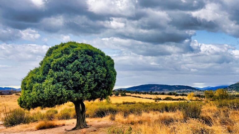 Arbol en marcha nórdica