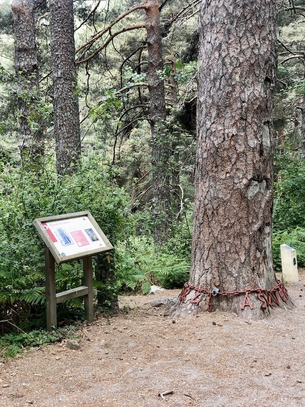 Pino de la cadena en la ruta de marcha nórdica en la sierra de Guadarrama
