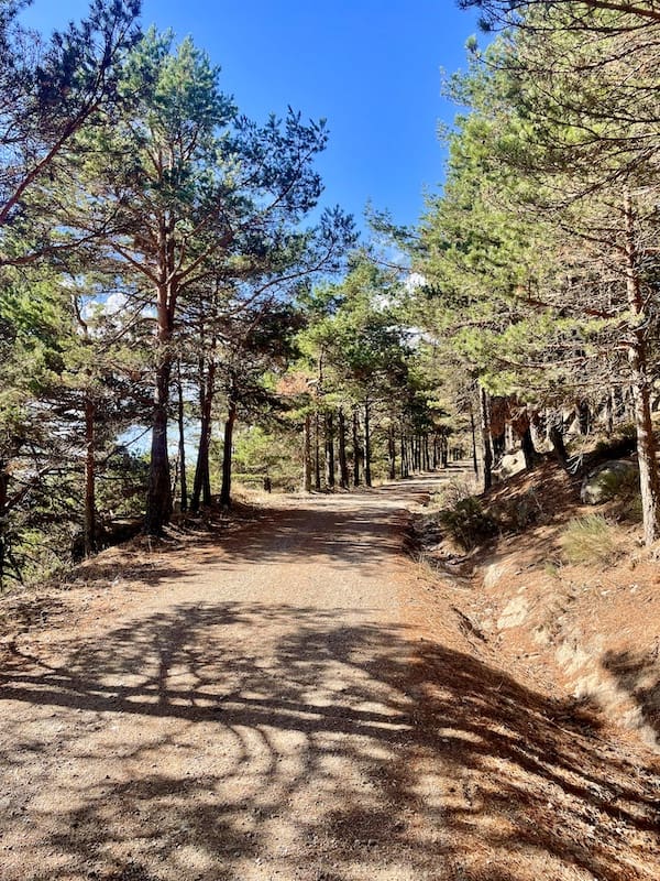 Pista en la ruta de marcha nórdica rodeada de pinos