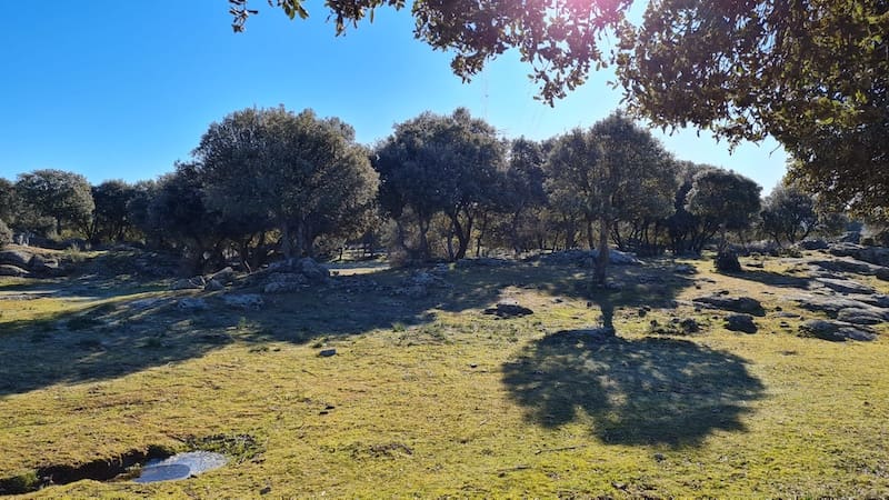 Vistas en la ruta de marcha nórdica por Alpedrete