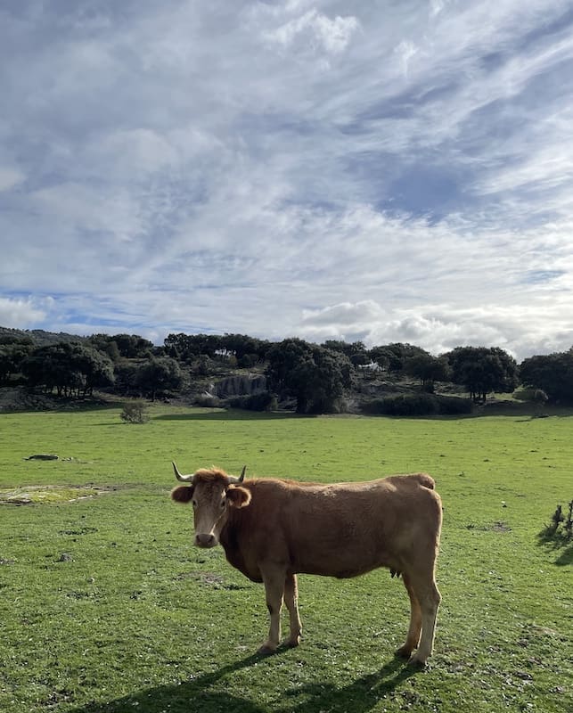 Ganado en la ruta de marcha nórdica en Alpedrete