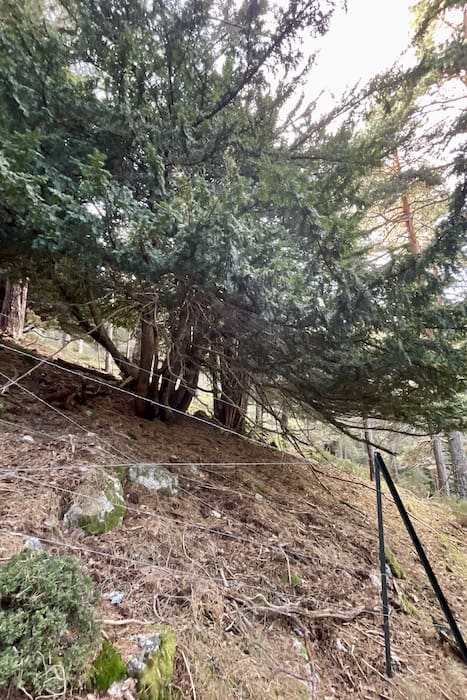 Tejos en la ruta de marcha nórdica
