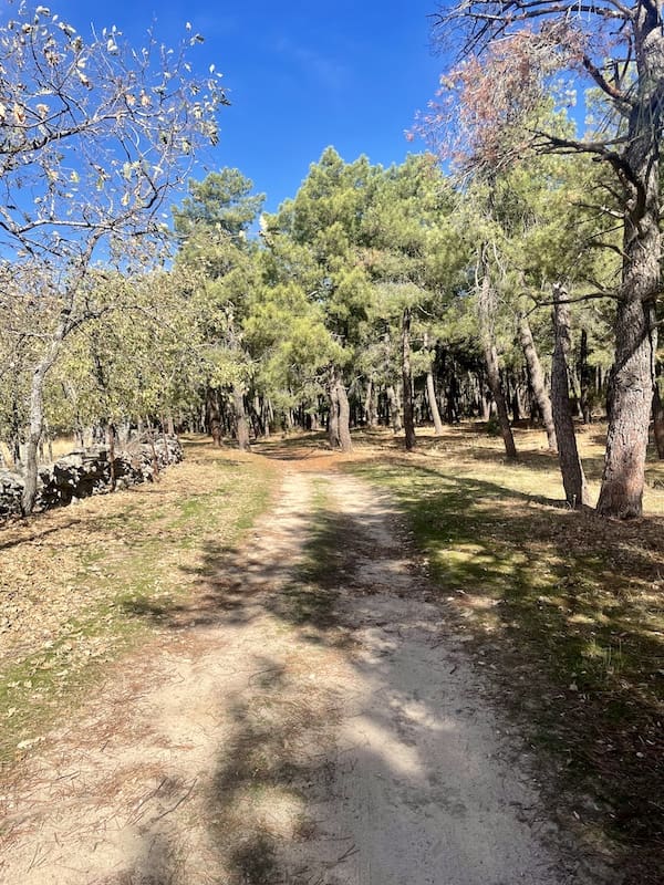 Pinar muy bonito en la ruta de marcha nórdica por la sierra de Guadarrama.