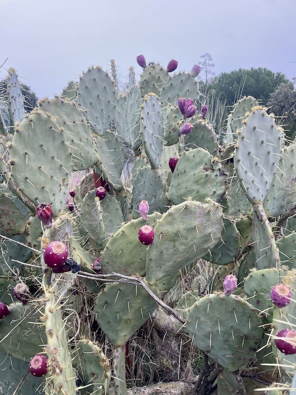 En la ruta de marcha nórdica nos encontramos con chumberas. 