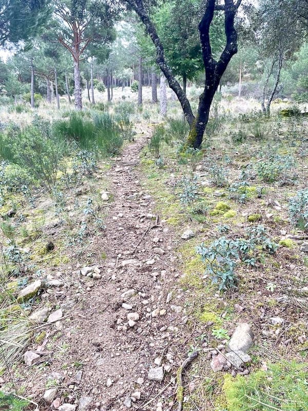 Sendero en la ruta de marcha nórdica del cerro del Castillo