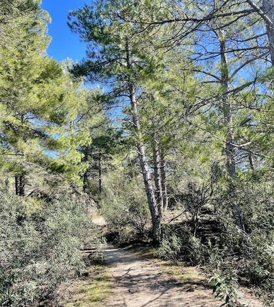 Pinar en la ruta de marcha nórdica de Hoyo de Manzanares