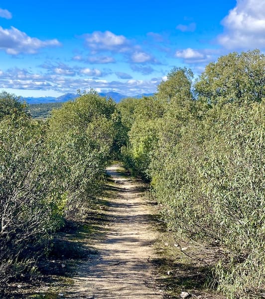 Sendero entre jaras en la ruta de marcha nórdica en la Sierra de Madrid