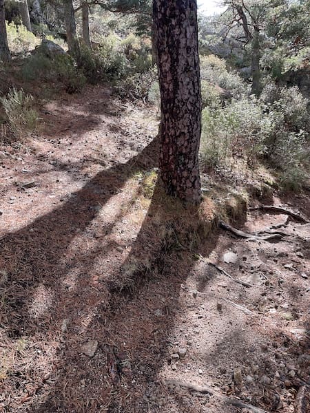 Sendero estrecho en la ruta de marcha nórdica en Cercedilla