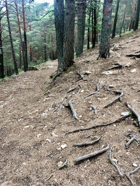 Camino con raíces en la ruta de marcha nórdica 
