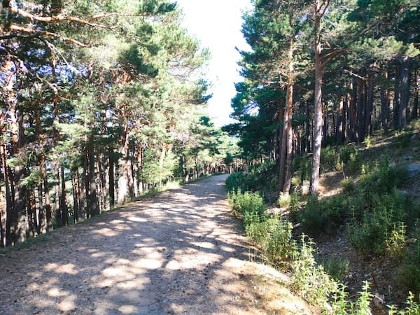 Pista de subida en la ruta de marcha nórdica en el pinar de la Barranca