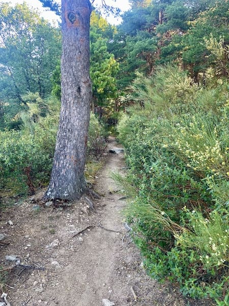 Sendero estrecho en la ruta de marcha nórdica a la casa de las mariposas. 