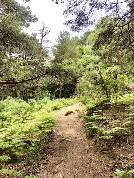 Sendero en la ruta de marcha nórdica en Cerdilla 